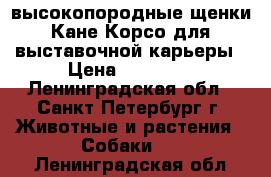 высокопородные щенки Кане Корсо для выставочной карьеры › Цена ­ 30 000 - Ленинградская обл., Санкт-Петербург г. Животные и растения » Собаки   . Ленинградская обл.